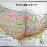 Hardiness Zones Explained