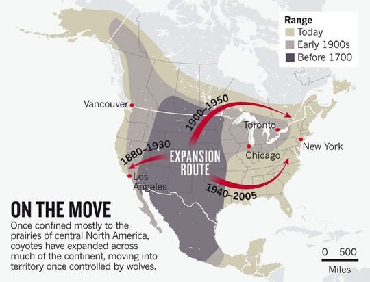 Here s Why You Should Hunt Coyotes How To Get Started Times To Hunt