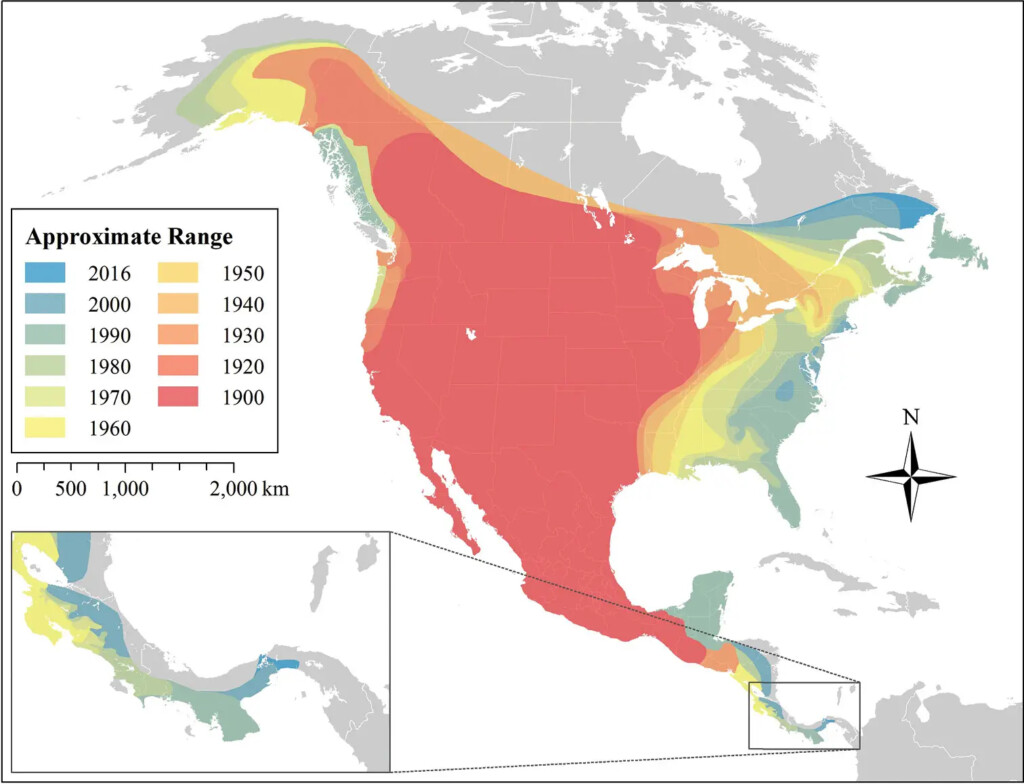 Mapping The Expansion Of Coyotes