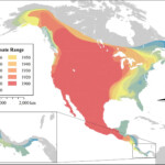 Mapping The Expansion Of Coyotes