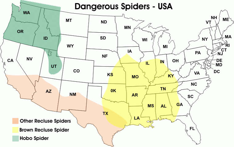 USA Dangerous Spider Map Just Spiders